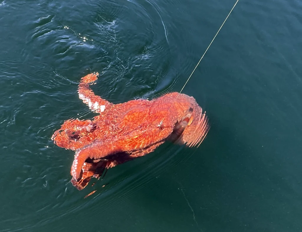 A surprise visitor for Blue Heron Charters fishing trip, a Giant Pacific Octopus