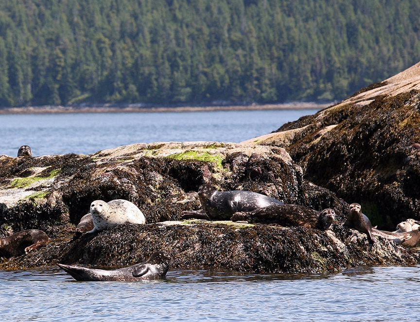 Eco tour with sea lions on rocks on a Kitimat wildlife tour