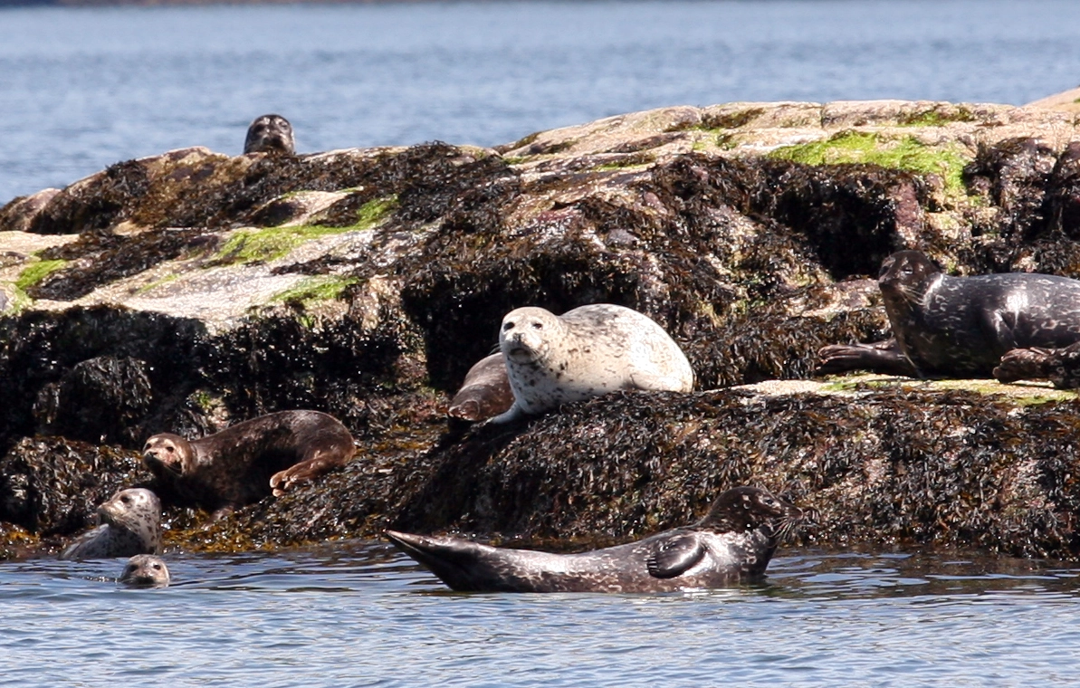 Harbour seals on Douglas Channel shoreline