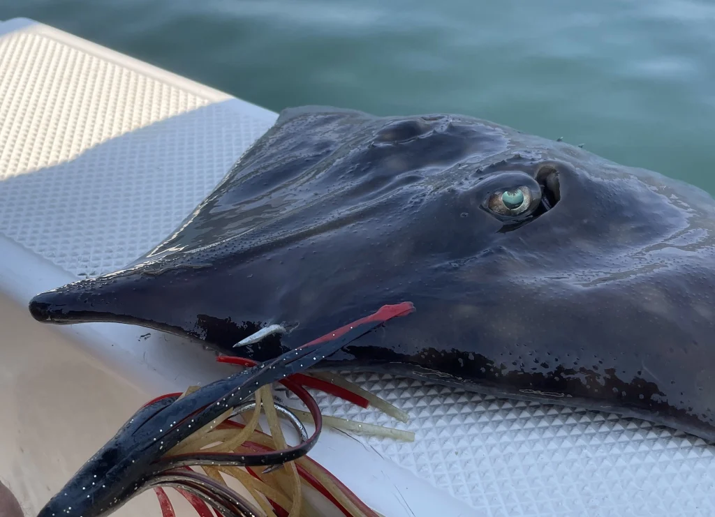 A chance encounter in Kitimat when a Big Skate popped up on the Blue Heron while fishing in the Douglas Channel