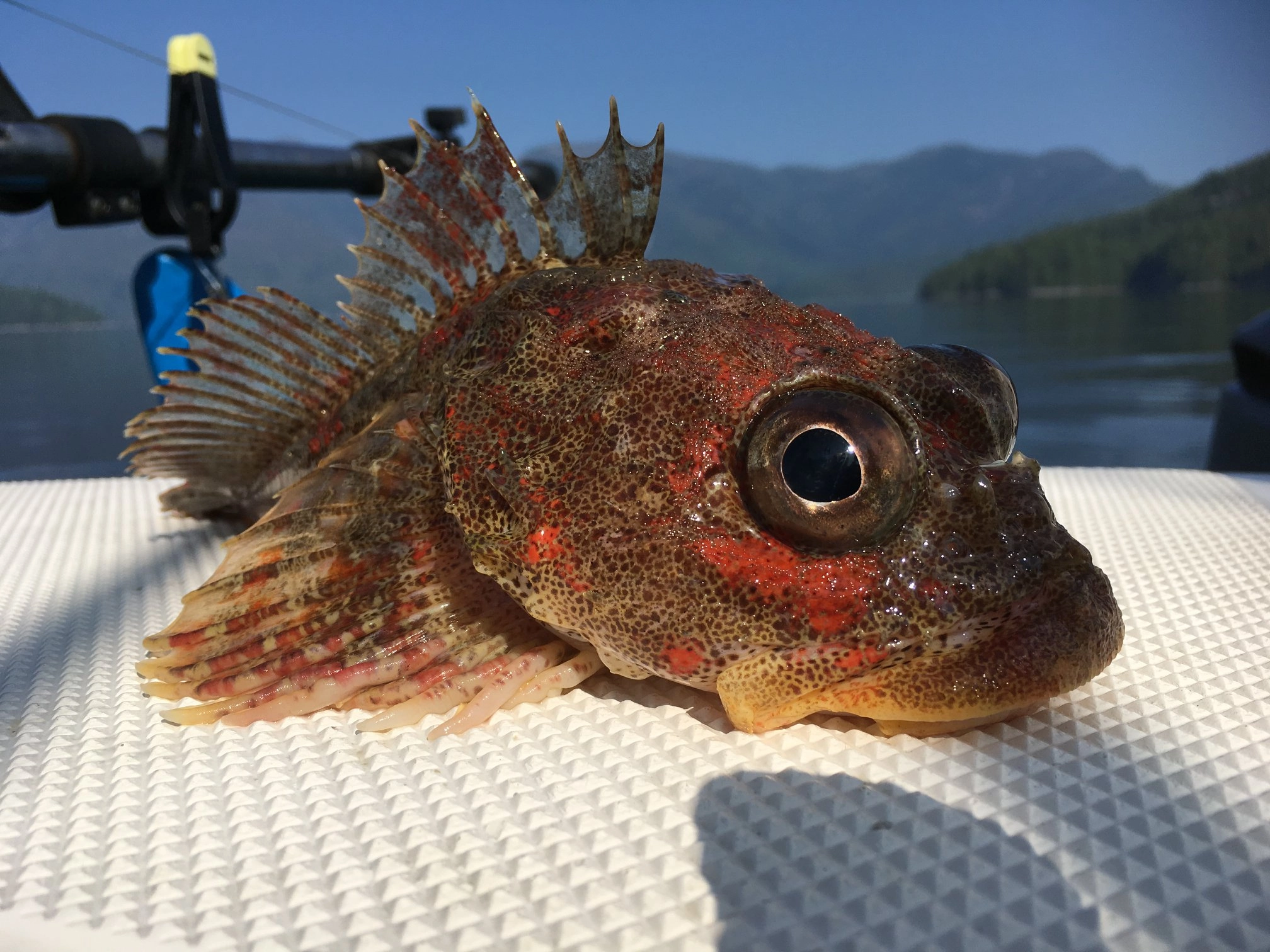 Rockfish caught on a Kitimat fishing charter aboard Blue Heron