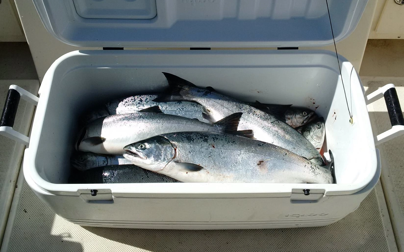 Fresh salmon catch on the Douglas Channel with Blue Heron Charters in Kitimat BC
